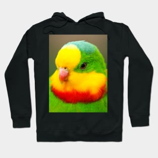 Superb Parrot Hoodie